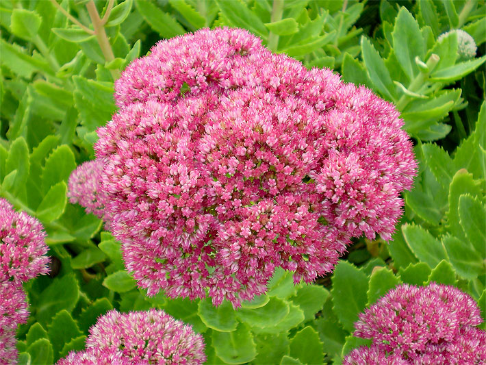 Violette Blüte einer Prächtigen Fetthenne der Sorte Brillant, botanischer Name Hylotelephium oder Sedum spectabile Brillant, in einem Beet