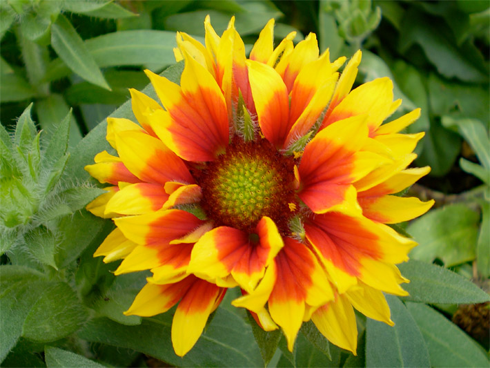 Gelb-orange-rote Blüte einer Prärie-Kokardenblume, botanischer Name Gaillardia aristata, in einem Garten-Beet, im Wald