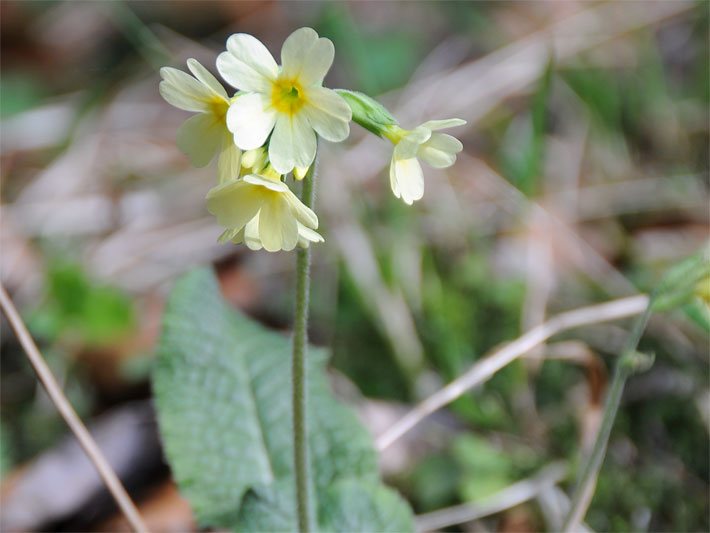 Tellerblüten mit blass-gelber Blüten-Farbe einer Hohen Schlüsselblume, botanischer Name Primula elatior