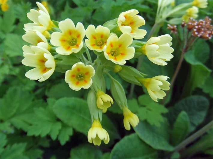 Echte Schlüsselblume (Primel), botanischer Name Primula veris, mit gelben Blüten und fünf orangen Punkten um den Kronschlund herum als Grabbepflanzung