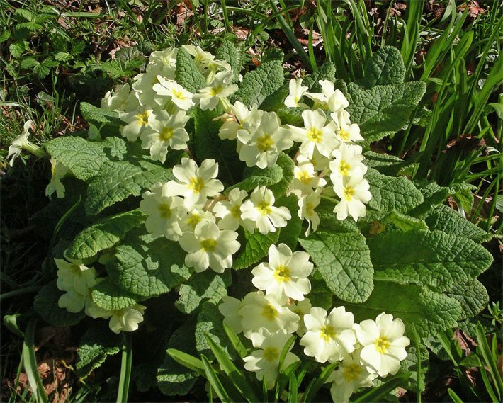 Stängellose Schlüsselblume (auch Erd-Primel) auf einer Wiese mit blass-gelben Blüten, botanischer Name Primula vulgaris