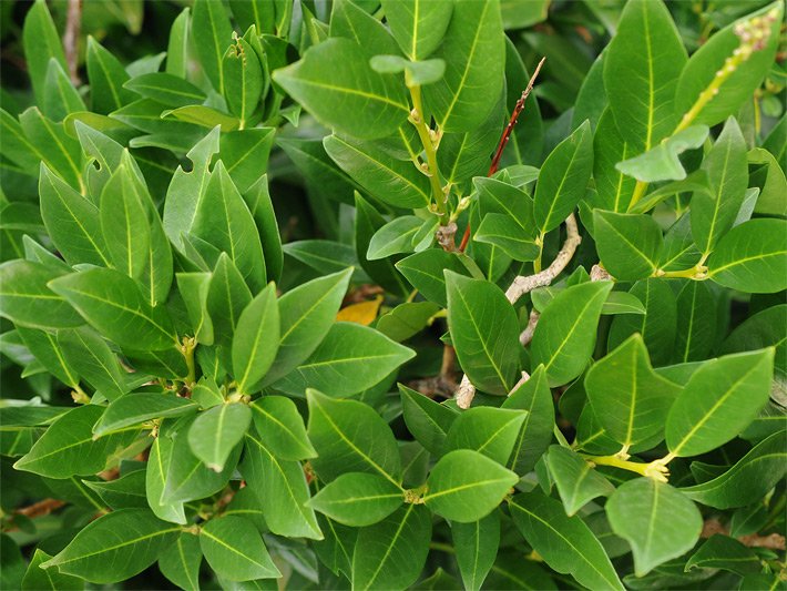 Grün glänzende Blätter einer Lorbeerkirsche oder eines Kirschlorbeers der Sorte Otto Luyken