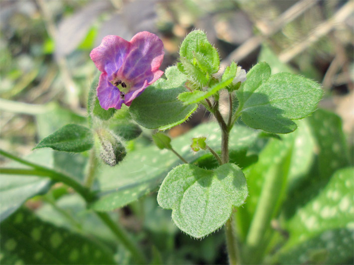 Rosa-rote Tellerblüten von einem Gefleckten / Echten Lungenkraut, botanischer Name Pulmonaria officinalis, mit weiß gefleckten, grünen Blättern