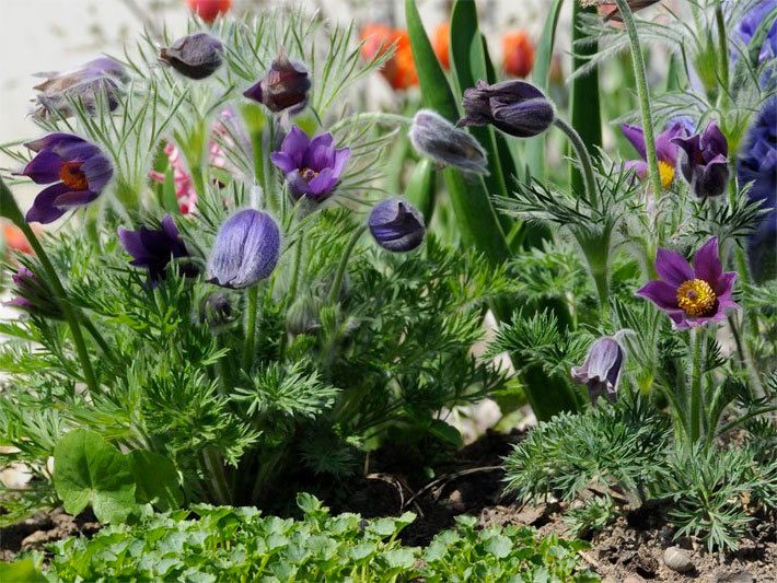 Blumenbeet mit trockener Erde und mehreren violett blühenden Kuhschellen (Küchenschellen), botanischer Name Pulsatilla vulgaris, in einem Blumenbeet