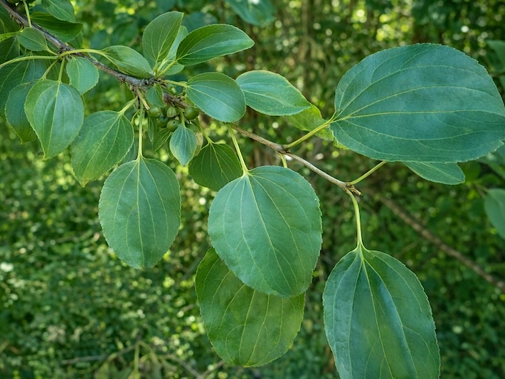 Blätter vom Echten Kreuzdorn/Purgier-Kreuzdorn, botanischer Name Rhamnus cathartica