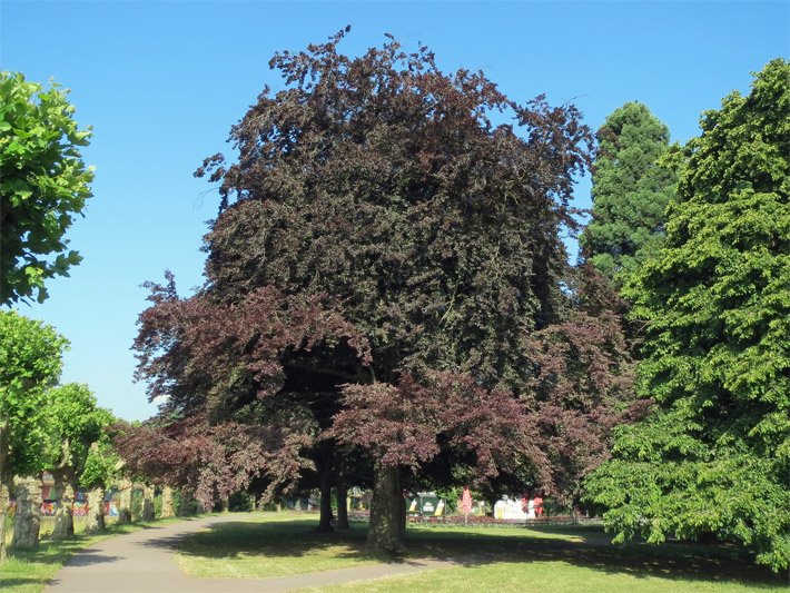 Große Purpurbuche mit dunkelroten Blättern in einem Park