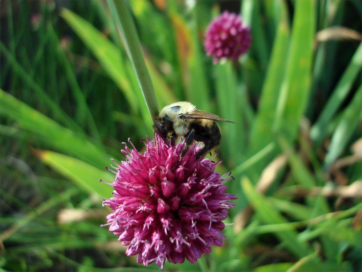 Lila Zwiebelblüte der Gartenzwiebel oder Küchenzwiebel, botanischer Name Allium cepa, auf der eine Hummel sitzt