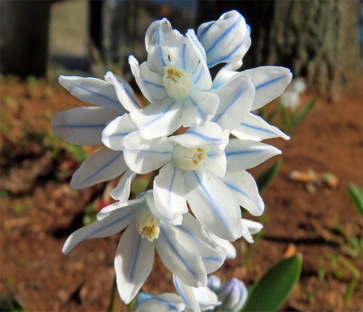 Puschkinie, auch Kegelblume, botanischer Name Puschkinia scilloides, in einem Staudenbeet mit weißen Blütenblättern, die mittig einen blauen Streifen aufweisen