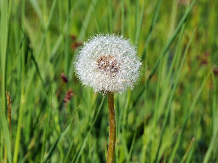 Verblühter Gewöhnlicher Löwenzahn, der auch Pusteblume genannt wird