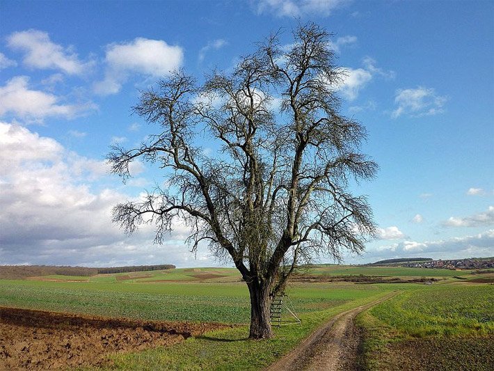 Freistehender, mittelgroßer Birnbaum bzw. Kultur-Birne