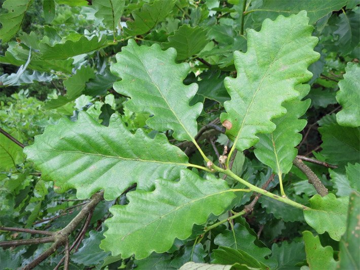 Vier grüne Blätter am Ast einer Traubeneiche