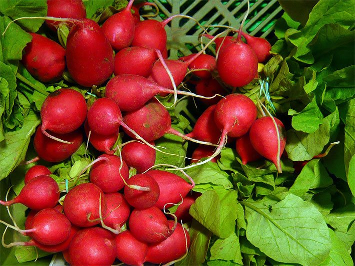 Frische Radieschen-Pflanzen mit roten Knollen und grünen Blättern nach dem Ernten in einer Gemüse-Kiste
