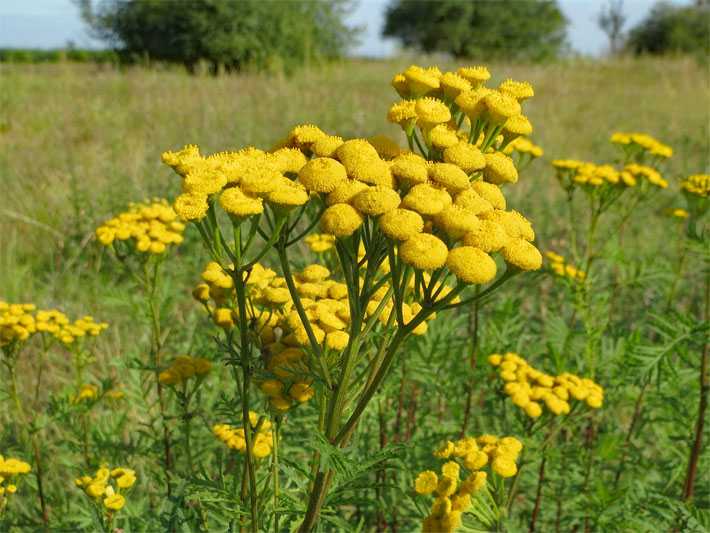 Gelbe, kugelförmige Blüten von einem Rainfarn (Tanacetum vulgare) mit dem Blumentyp der Körbchenblüte auf einer Wiese