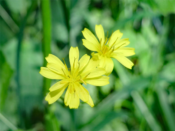 Gelbe Zungenblüten und mittige Körbchen-Blüte von einem Gemeinen / Gewöhnlichen Rainkohl, botanischer Name Lapsana communis