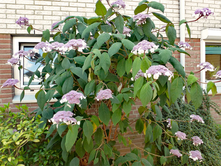 Blass rosa-violette Trugdolden und weiße Kelchblätter-Blüten einer Rauen Hortensie (Hydrangea aspera) in einem Vorgarten