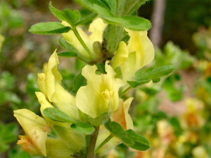 Gelbe Schmetterlingsblüten von einem Rauhaarigen Zwergginster, botanischer Name Chamaecytisus hirsutus