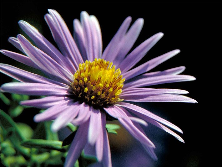 Blass-violette Blütenblätter mit gelber Blütenmitte einer Rauhblatt-Aster