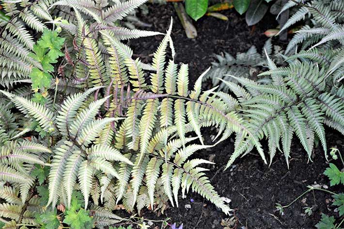 Regenbogenfarn im Herbst mit grün-silber farbenen Farnwedeln