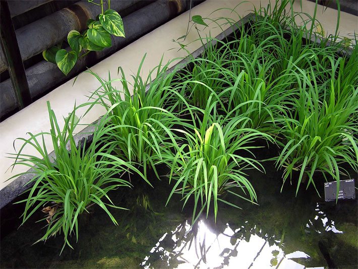 Reispflanzen mit kleiner Größe in einem Wasserbecken