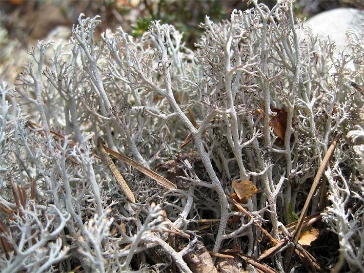 Rentierflechte Cladonia rangiferina