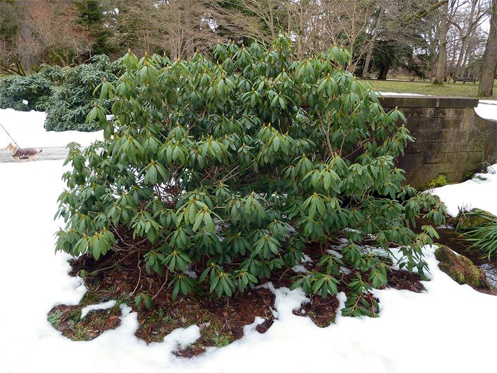 Mittelgroße Rhododendron-Hybride der Sorte Catawbiense grandiflorum umgeben von Schnee