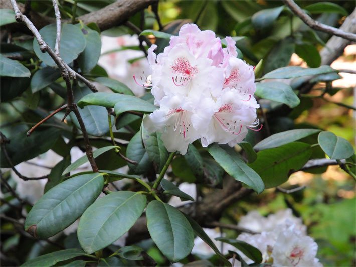 Dunkelgrüne Blätter und weiße Blüten einer Rhododendron-Hybride Simona mit rot gemusterter Innen-Blüte