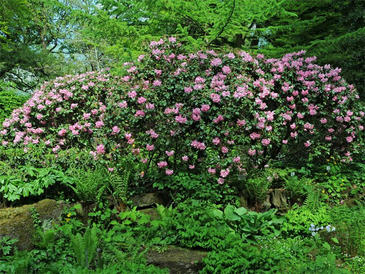Immergrüne, blühende Rhododendron-Hybride der Sorte Stadt Essen mit rosa-violetten Blüten in einem großen Garten