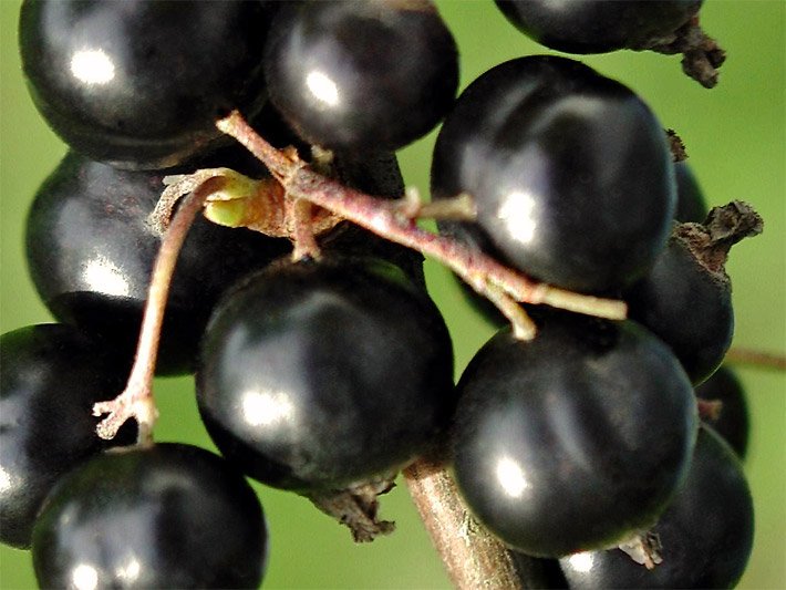 Beeren der Schwarzen Johannisbeere an einem Ast