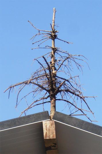 Kleiner Richtbaum ohne Blätter auf einem Dachstuhl in Sandwichplatten-Bauweise mit der Bedeutung einer symbolischen Strafe der Zimmerleute für einen geizigen Bauherren