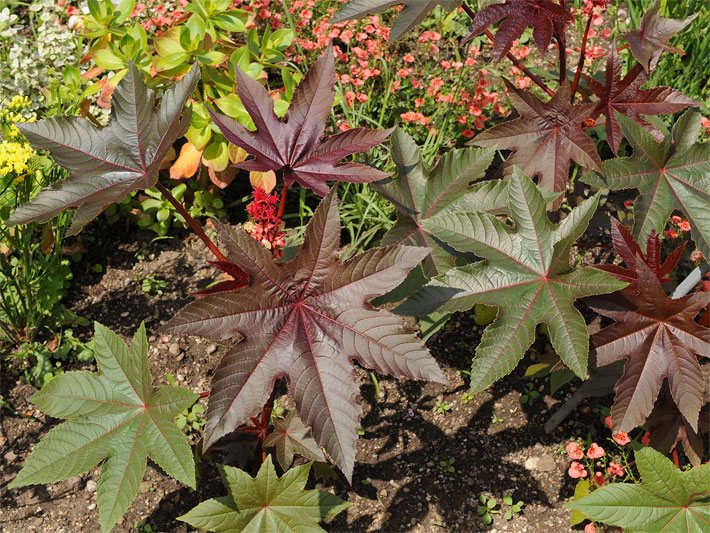 Ricinus-Wunderbaum, botanischer Name Ricinus communis, mit großen, sternförmigen, wechselständigen Blättern und roten Früchten