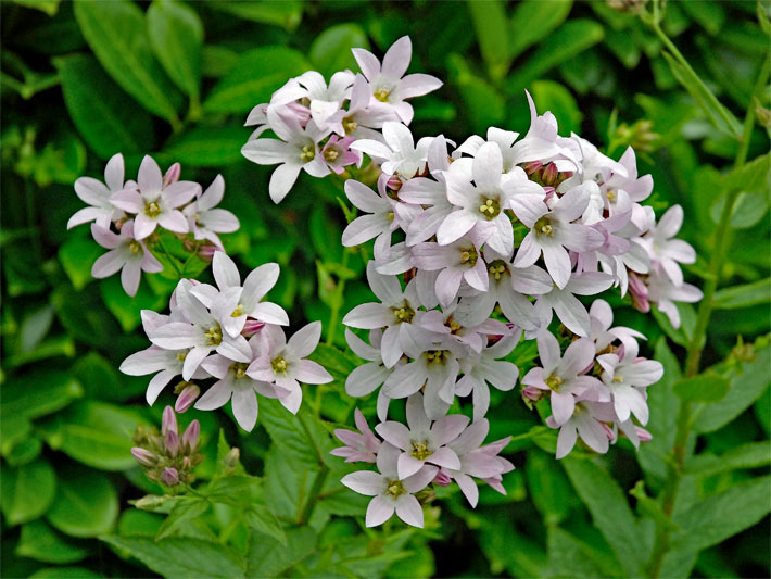 Weiß-rosa, glockenförmige Blüten einer Riesen-Glockenblume, botanischer Name Campanula lactiflora