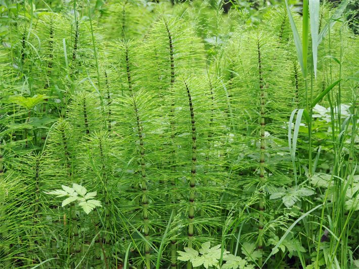 Riesen-Schachtelhalm auf einer Wald-Wiese mit Stängeln und daran jeweils an braunen Abschnitten in Quirlen stehende, unverzweigte Seitenäste