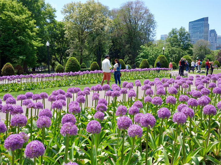 Riesenlauch-Beet, botanischer Name Allium giganteum, mit kugelförmigen, violetten Blüten in einem Park