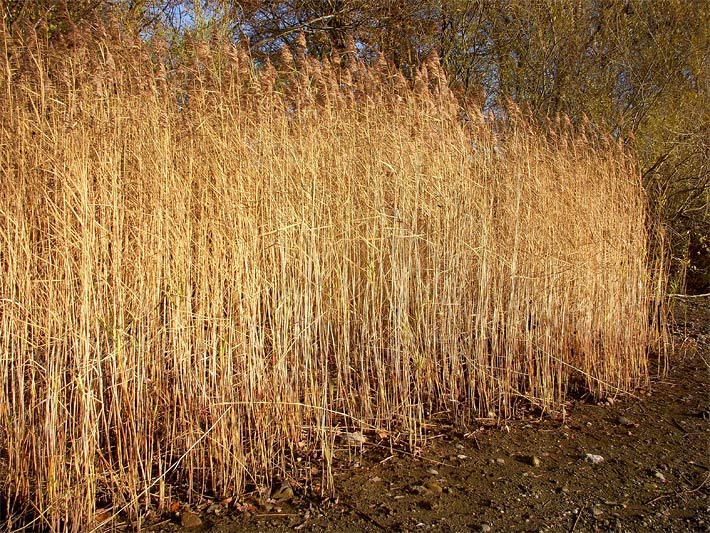 Riesenschilf mit goldbrauner Herbstfärbung im November