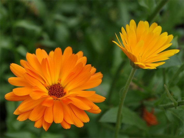 Zwei Ringelblumenblüten, botanischer Name Calendula officinalis, eine orange von schräg oben fotografiert und eine dunkelgelbe seitlich fotografiert