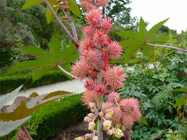 Rispenförmige, blass rotbraune und stachelige Rizinus-Früchte an einem Wunderbaum, botanischer Name Ricinus communis