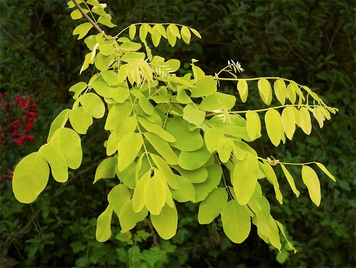 Junge, hellgrüne Blätter an den Zweigen einer Robinie, botanischer Name Robinia pseudoacacia