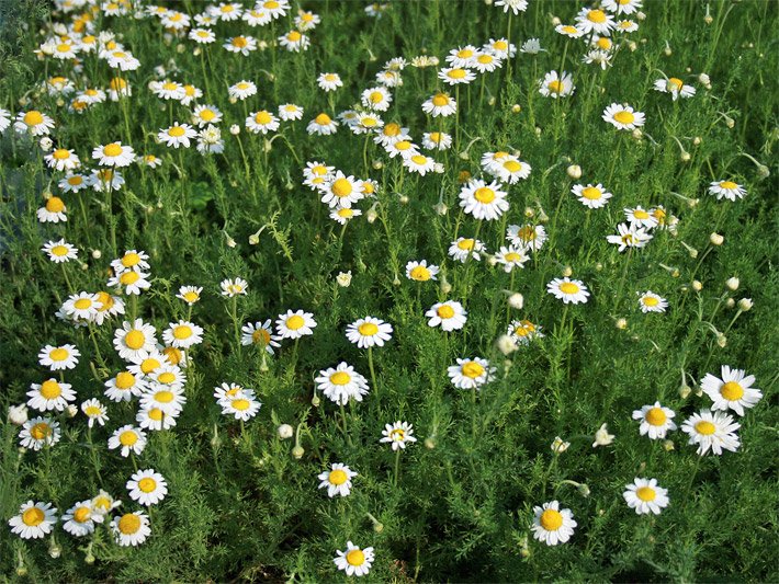 Kräuterbeet mit mehreren Pflanzen der Römischen Kamille mit weißen Strahlenblüten, die um einen gelben, runden Blütenkorb mit Röhrenblüten angeordnet sind