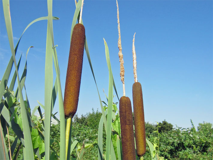 Breitblättriger Rohrkolben (Typha latifolia) mit braunem, kolben-förmigem Blütenstand