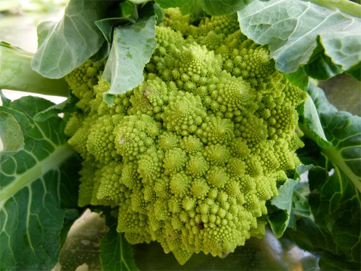 Hellgrüne Romanesco-Blüte nach der Ernte mit Fibonacci-Spiralen, fraktalen Strukturen und umgebenden grünen Blättern