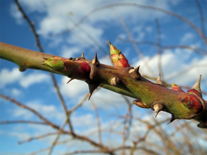 Ast einer Hundsrose, botanischer Name Rosa canina, mit Stacheln