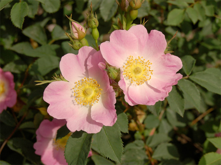 Rosa blühende Gebirgs-Rose (Alpen-Rose/-Heckenrose, Berg-Rose), botanischer Name Rosa pendulina, mit gelben Staubblättern