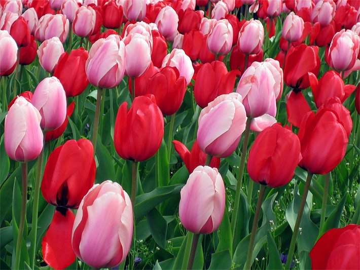 Rosa und roten Tulpen, botanischer Name Tulipa, im Frühling