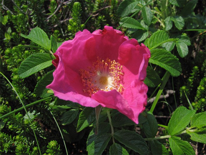 Grüne Blätter und eine rosa-rote Blüte von einer Wild-Rose Rosa rugosa, die auch Kartoffel- oder Apfel-Rose  genannt wird