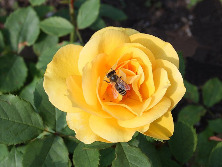 Gelbe Rose, botanisch Rosa, mit Biene in einem Rosengarten