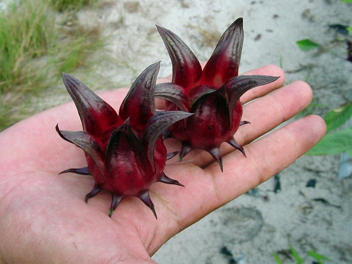 Zwei dunkelrote Blüten auf einer Hand liegend von der Afrikanischen Malve oder Roselle, aus der Karkadeh hergestellt wird, ein sudanesischer und ägyptischer Tee