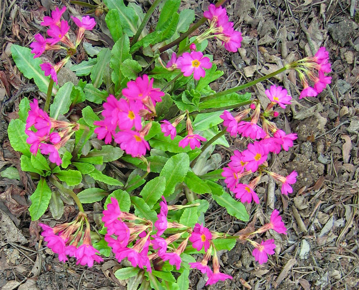 Rosa-rote Blüten von Sumpf-/Rosen-Primeln, botanischer Name Primula rosea, mit gelbem Blütenschlund in einem Blumenbeet im Garten