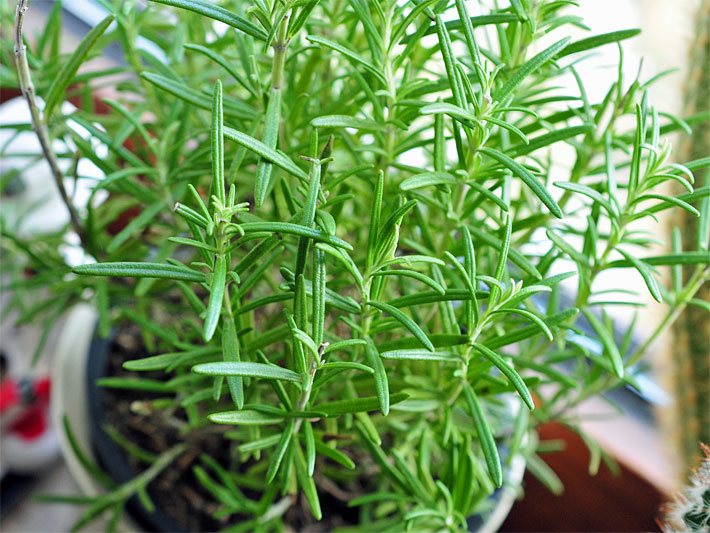 Rosmarin-Halbstrauch als Topfpflanze auf einem Fensterbrett