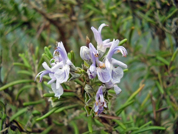 Lilablassblaue Rosmarinblüten