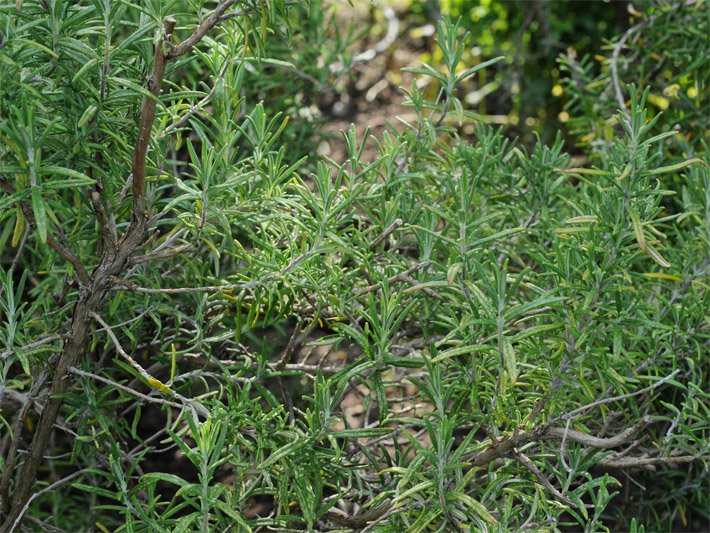 Buschig verzweigter Rosmarin-Strauch mit dunkelgrünen, schmalen und gegenständigen Blättern